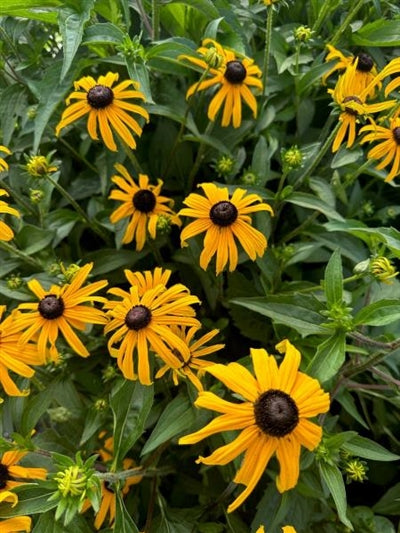 Rudbeckia Goldblitz Black-eyed Susan 2 Image Credit: Millgrove Perennials