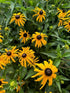 Rudbeckia Goldblitz Black-eyed Susan 2 Image Credit: Millgrove Perennials