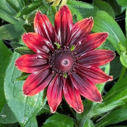 Rudbeckia hirta Cherry Brandy Black-eyed Susan Image Credit: Millgrove Perennials