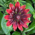 Rudbeckia hirta Cherry Brandy Black-eyed Susan Image Credit: Millgrove Perennials