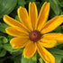 Rudbeckia hirta Indian Summer Black-eyed Susan Image Credit: Millgrove Perennials