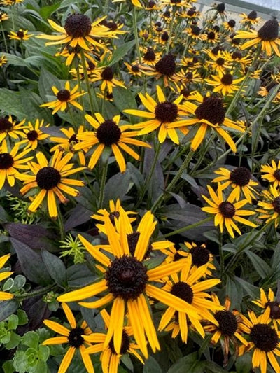 Rudbeckia Little Goldstar Black-eyed Susan 2 Image Credit: Millgrove Perennials