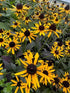 Rudbeckia Little Goldstar Black-eyed Susan 2 Image Credit: Millgrove Perennials