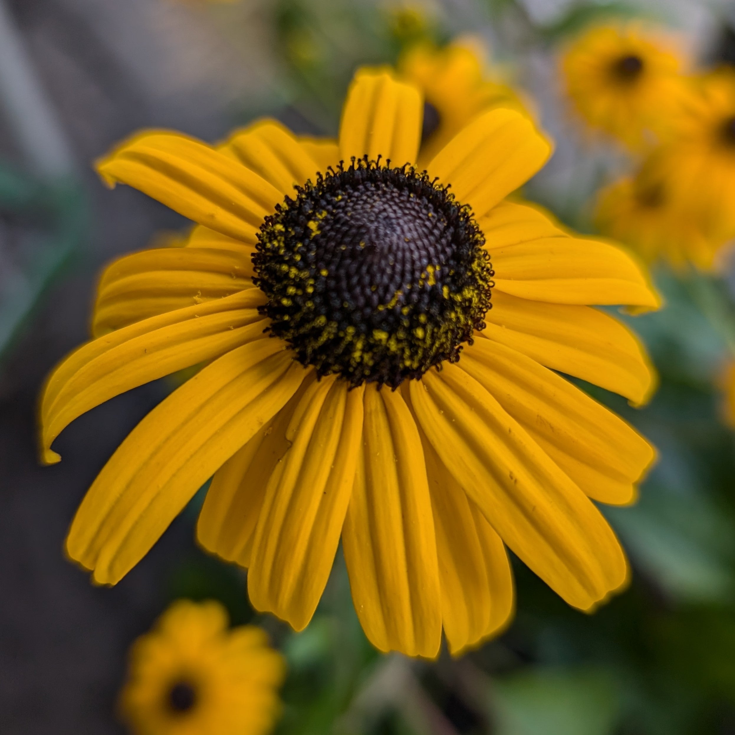 Rudbeckia fulgida Goldsturm Black-eyed Susan Image Credit: Chaz Morenz 20240918
