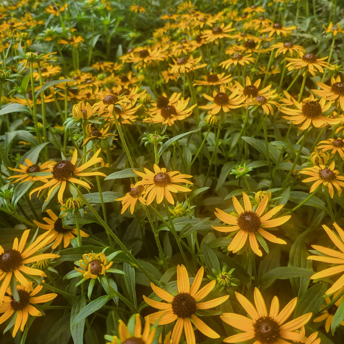 Rudbeckia fulgida Little Goldstar Black-eyed Susan Image Credit: Millgrove Perennials