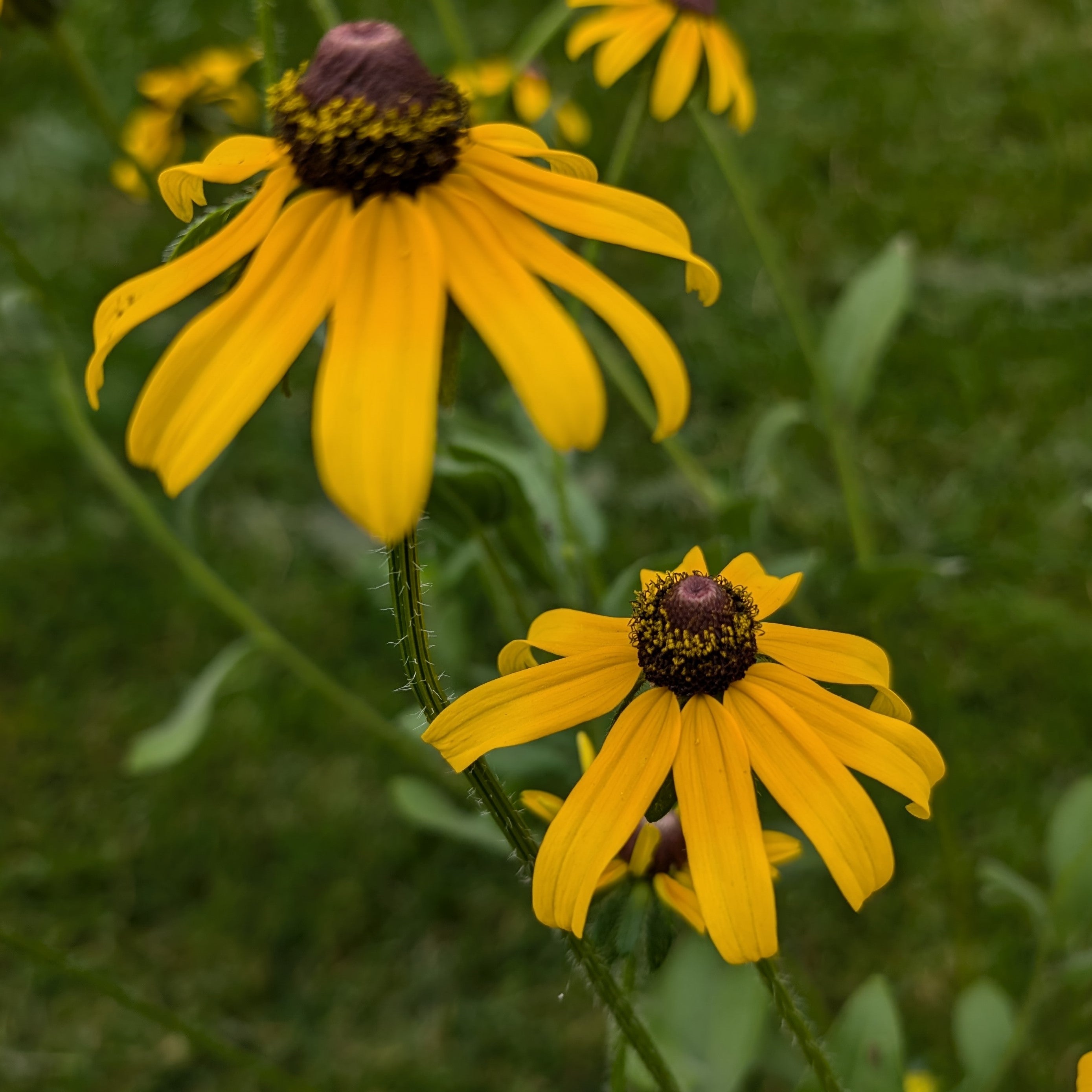 Rudbeckia hirta Black-eyed Susan Image Credit: Chaz Morenz 20240829