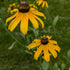 Rudbeckia hirta Black-eyed Susan Image Credit: Chaz Morenz 20240829