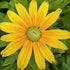 Rudbeckia hirta Prairie Sun Black-eyed Susan Image Credit: Millgrove Perennials