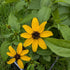 Rudbeckia triloba Black-eyed Susan Image Credit: Chaz Morenz 20240829