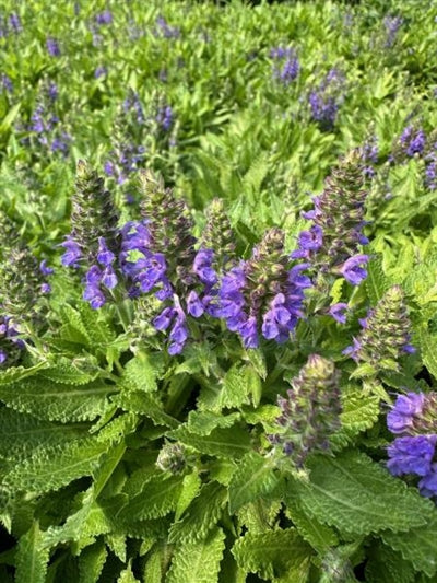 Salvia Marcus Sage Image Credit: Millgrove Perennials