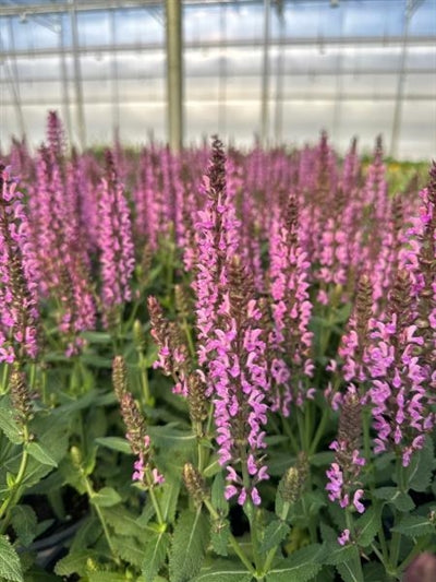 Salvia Pink Profusion PW Sage 2 Image Credit: Millgrove Perennials