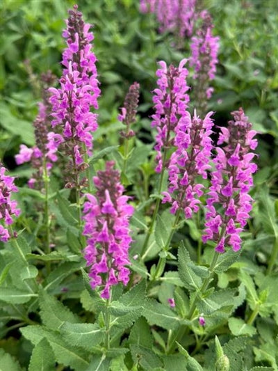 Salvia Pink Profusion PW Sage Image Credit: Millgrove Perennials