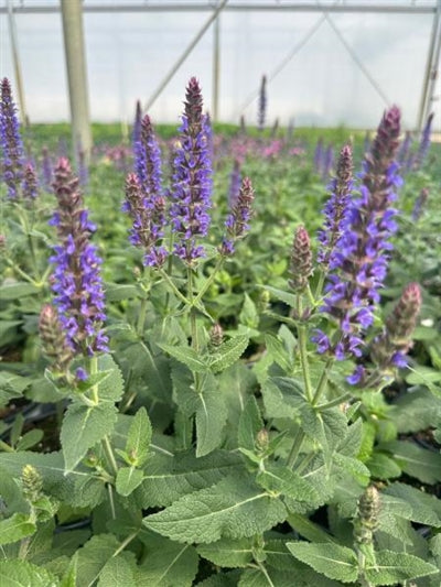 Salvia Violet Riot PW Sage 2 Image Credit: Millgrove Perennials