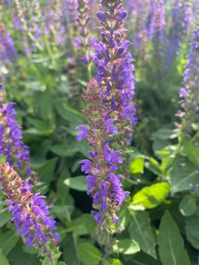 Salvia Violet Riot PW Sage Image Credit: Millgrove Perennials