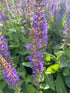 Salvia Violet Riot PW Sage Image Credit: Millgrove Perennials