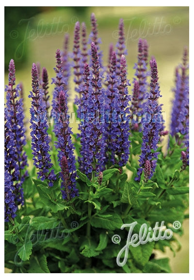 Salvia Blue Queen Sage image credit: Jelitto Seed