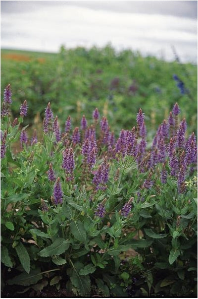 Salvia nemorosa Blue Hill Sage image credit: Ball Horticulture
