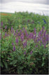 Salvia nemorosa Blue Hill Sage image credit: Ball Horticulture