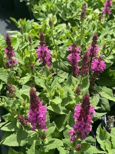 Salvia nemorosa Rose Marvel Sage image credit: Millgrove Perennials