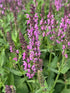Salvia Bumbleberry Sage 2 Image Credit: Millgrove Perennials