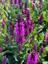 Salvia Bumbleberry Sage Image Credit: Millgrove Perennials