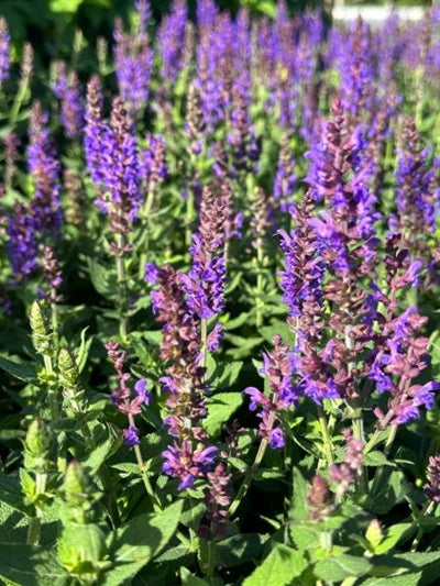 Salvia Bumbleblue Sage Image Credit: Millgrove Perennials