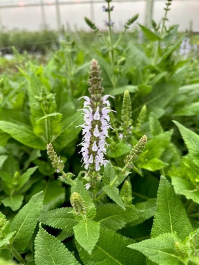 Salvia Bumblesky Sage Image Credit: Millgrove Perennials