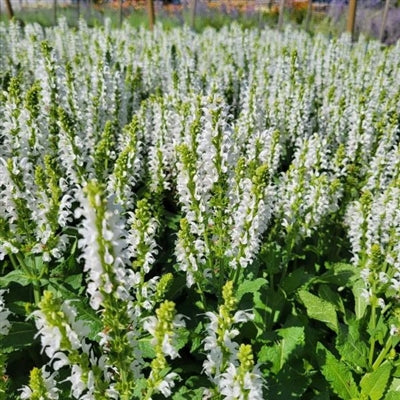 Salvia Bumblesnow Sage 2 Image Credit: Millgrove Perennials