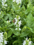 Salvia Bumblesnow Sage Image Credit: Millgrove Perennials