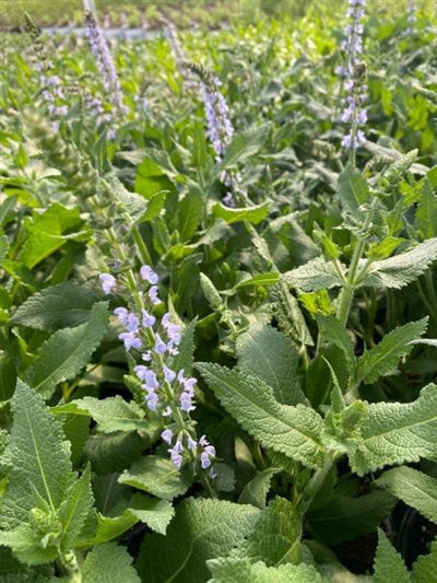 Salvia Perfect Profusion PW Sage Image Credit: Millgrove Perennials