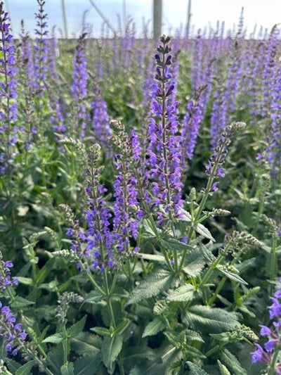 Salvia Spring King Sage 2 Image Credit: Millgrove Perennials