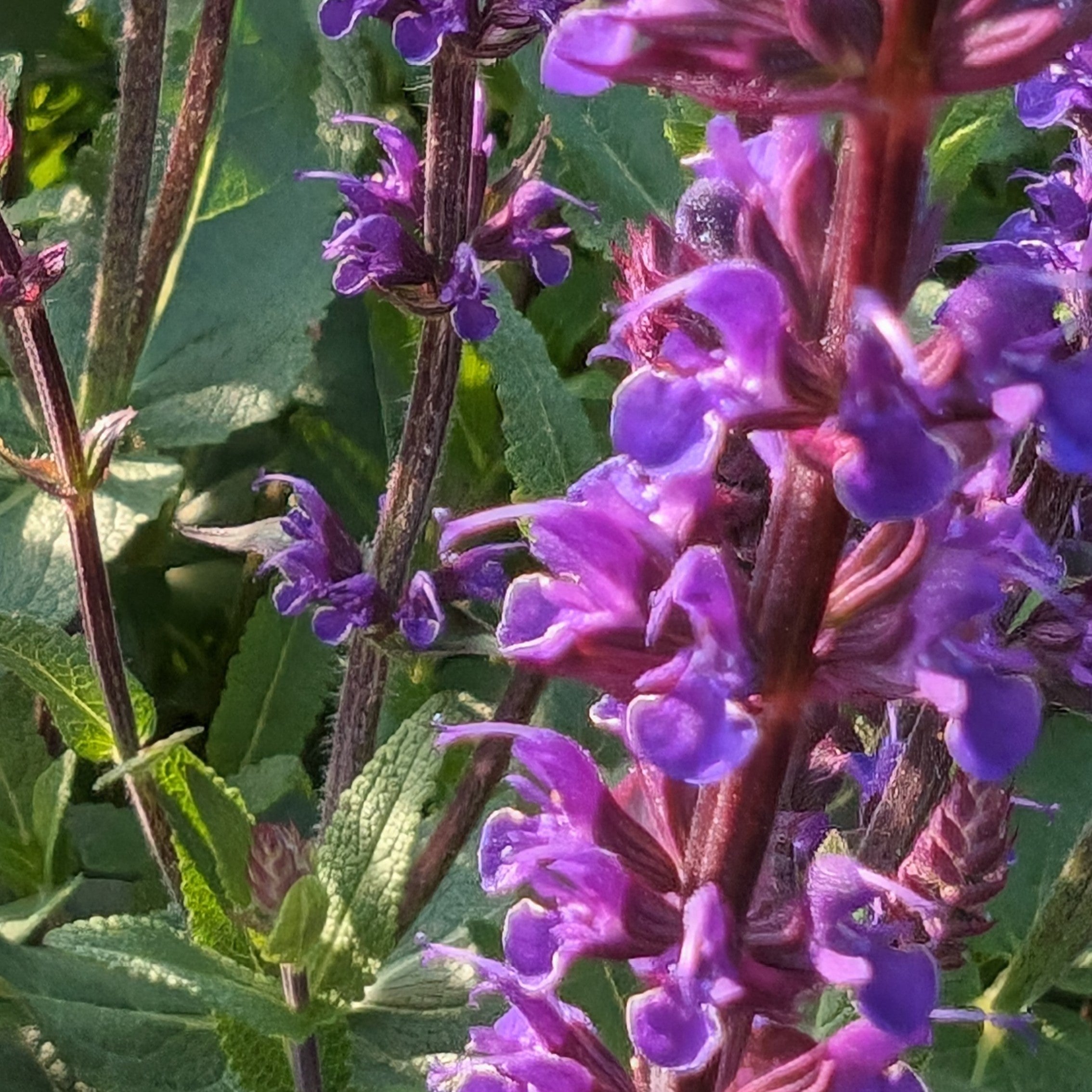 Salvia nemorosa Caradonna Sage Image Credit: Chaz Morenz 20240604