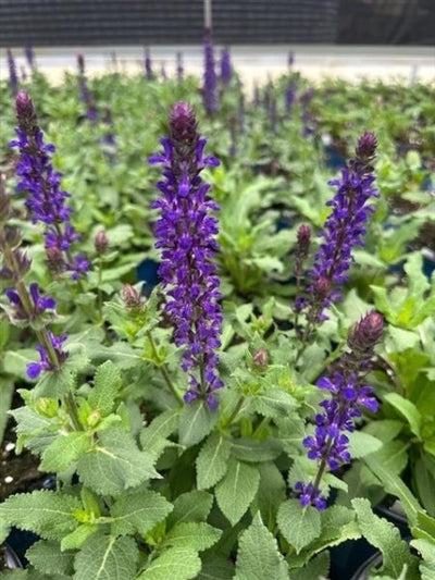 Salvia nemorosa Perpetual Purple BE Sage Image Credit: Millgrove Perennials