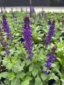Salvia nemorosa Perpetual Purple BE Sage – PlantsInTheCity