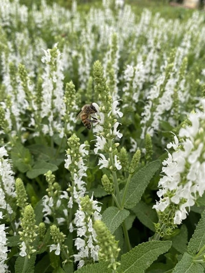 Salvia sylvestris Snowhill Sage 2 Image Credit: Millgrove Perennials