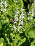 Salvia sylvestris Snowhill Sage Image Credit: Millgrove Perennials