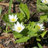 Sanguinaria canadensis Blood Root Image Credit: Chaz Morenz 20190505