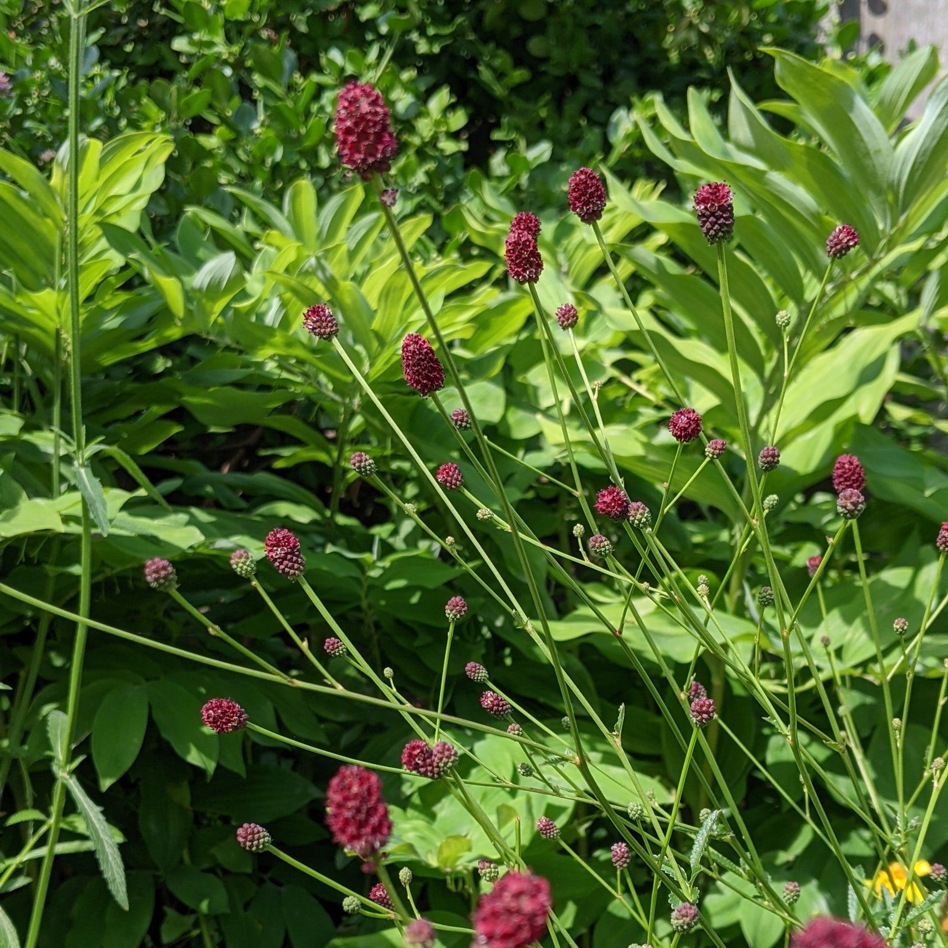 Sanguisorba officinalis Tanna Burnet Image Credit: Chaz Morenz 20220731