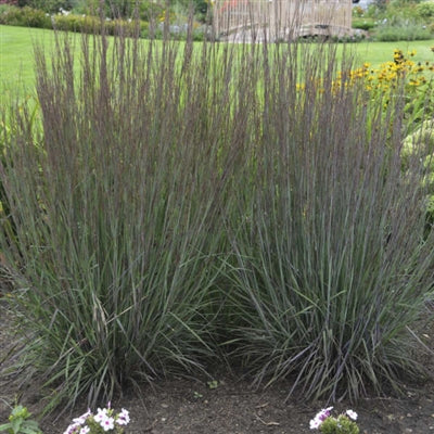 Schizachyrium scoparium Smoke Signal Little Bluestem image credit: Walters Gardens