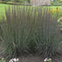 Schizachyrium scoparium Smoke Signal Little Bluestem image credit: Walters Gardens