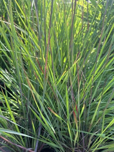 Schizachyrium scoparium Smoke Signal Little Bluestem Image Credit: Millgrove Perennials