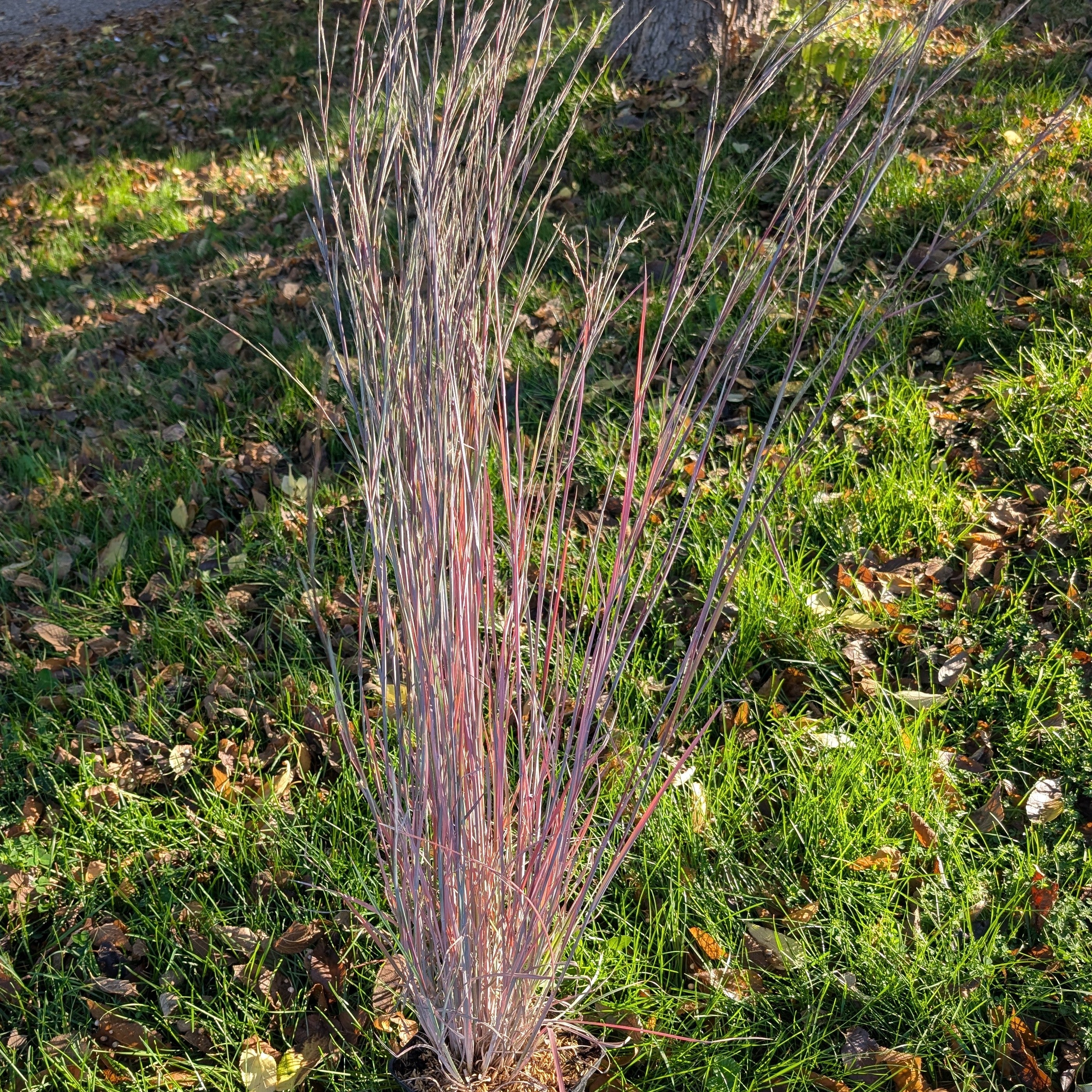 Schizachyrium scoparium The Blues Blue Stem Image Credit: Chaz Morenz 20251008