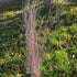 Schizachyrium scoparium The Blues Blue Stem Image Credit: Chaz Morenz 20251008