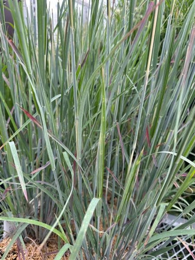 Schizachyrium scoparium Standing Ovation Little Bluestem Image Credit: Millgrove Perennials