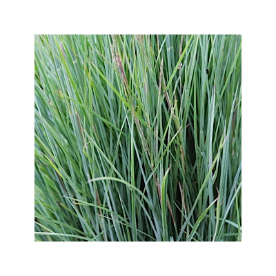 Schizachyrium scoparium The Blues Blue Stem Image Credit: Stonehouse Nursery