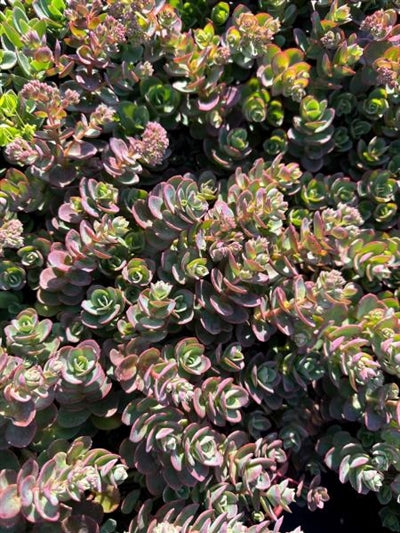 Sedum Lime Zinger Stonecrop Image Credit: Millgrove Perennials