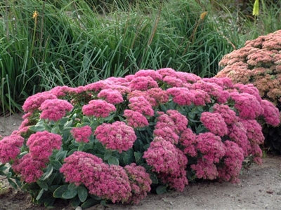 Sedum Neon Stonecrop image credit: Walters Gardens Inc