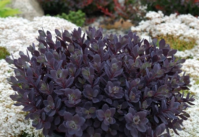 Sedum Plum Dazzled Stonecrop image credit: Ball Horticultre