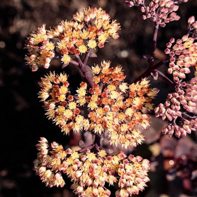 Sedum Puff Pastry White Chocolate BE Stonecrop image credit: Bloomin' Easy