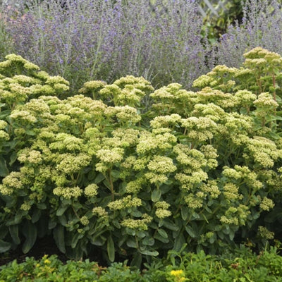 Sedum Rock N Grow Lemonjade PW Stonecrop image credit: Walters Gardens